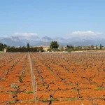 Binissalem cierra la vendimia 2026 con 799.000 kilos de uva