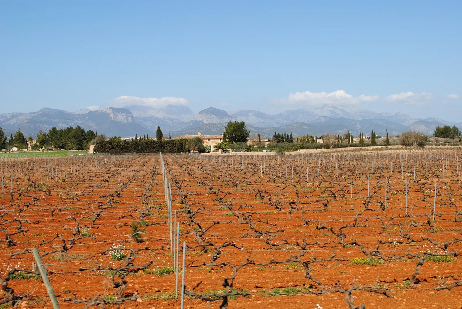 Viñedos de Torrent Fals en Santa Maria del Camí, Mallorca, en una imagen de archivo