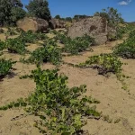 Cebreros cierra la vendimia más temprana y escasa de su historia
