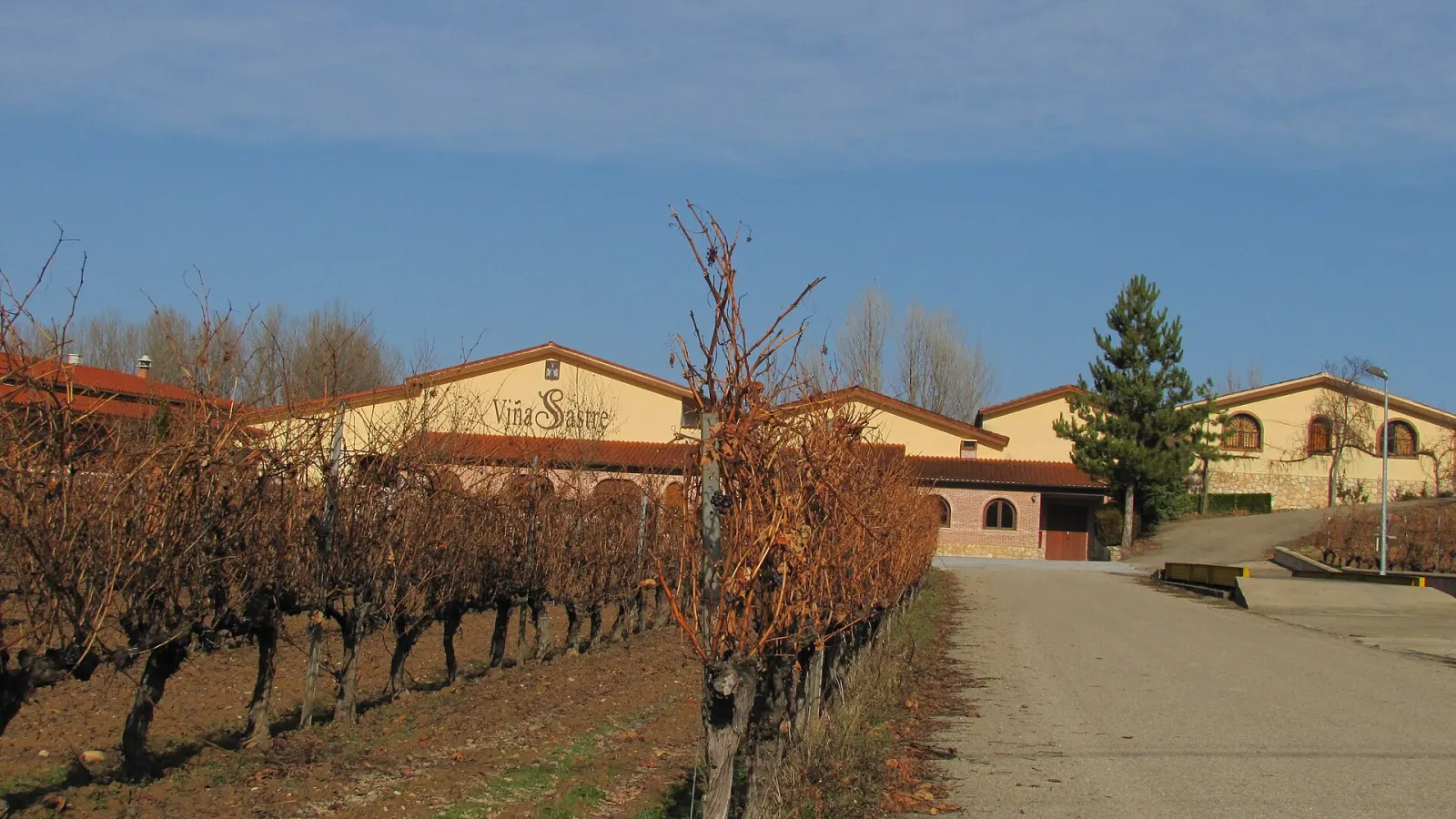 Viñedo de tempranillo en invierno en La Horra, Burgos, en la Ribera del Duero