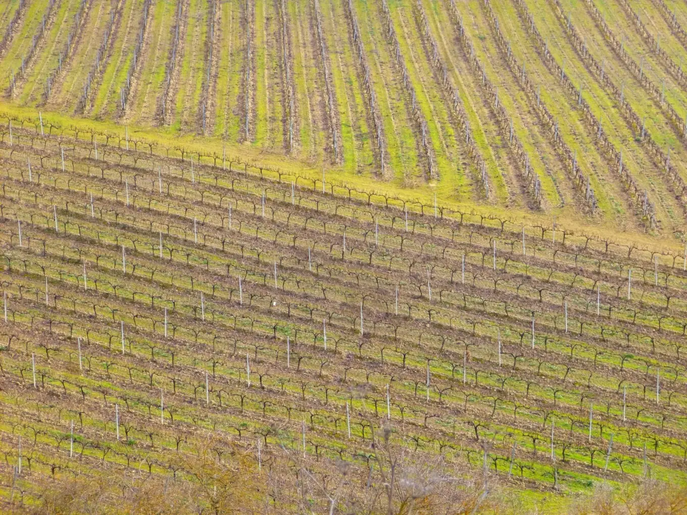 Hileras de viñedo podado en una ladera de Elciego, en Rioja Alavesa