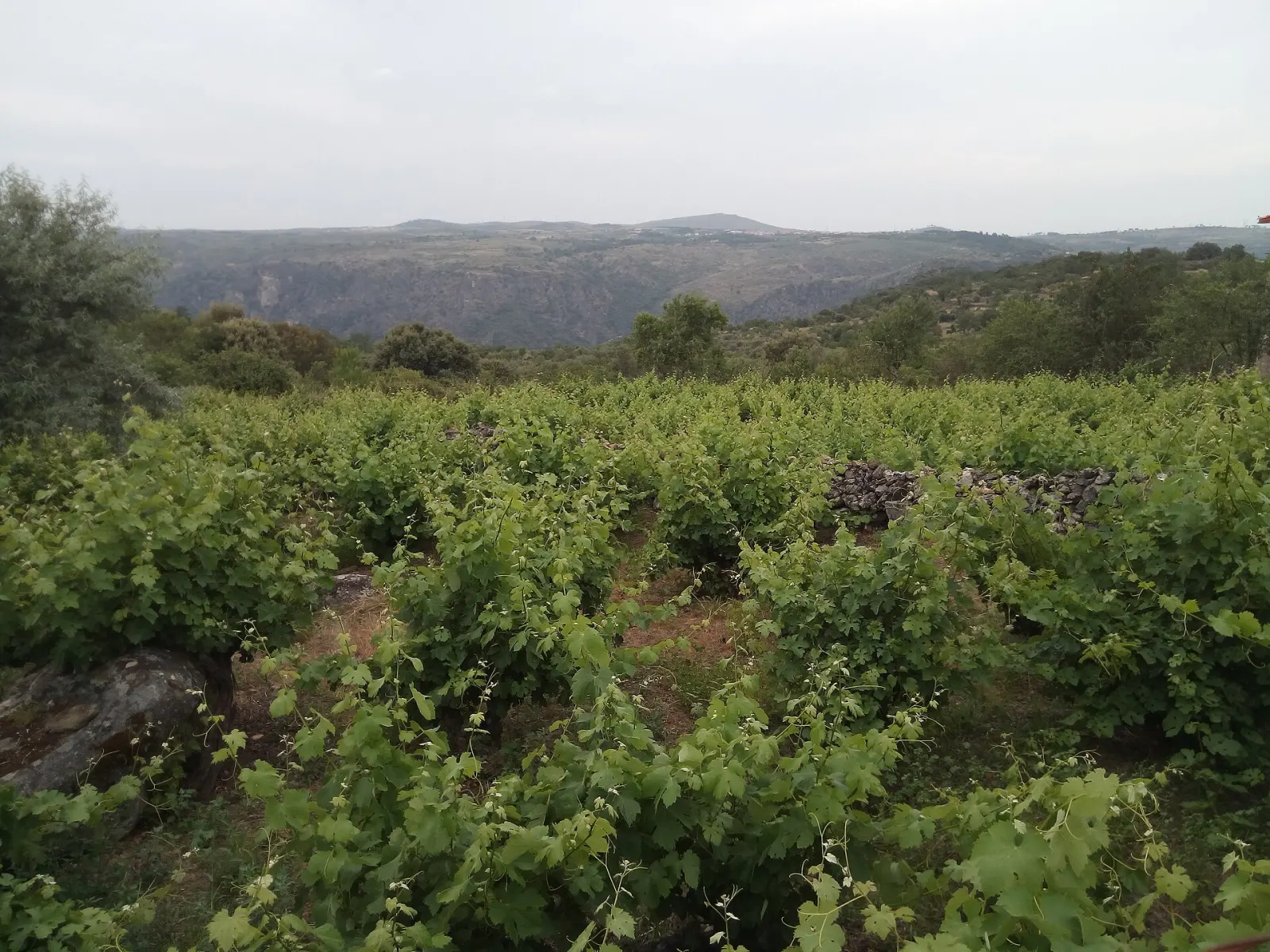 Viñedos en la penillanura de las Arribes del Duero, en la provincia de Salamanca